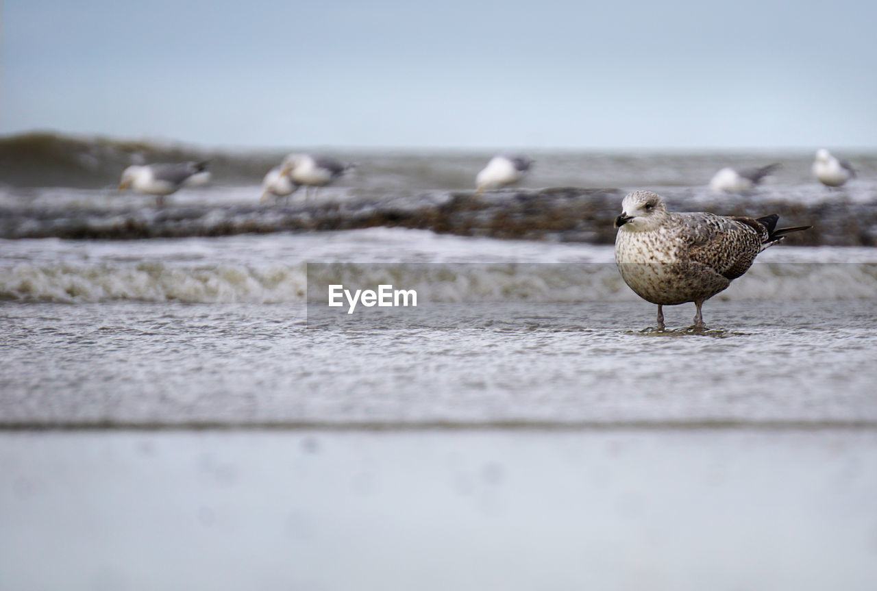 Close-up of bird