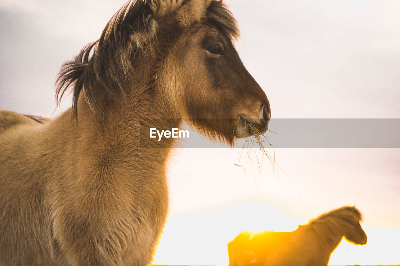 CLOSE-UP OF BROWN HORSE AGAINST SKY