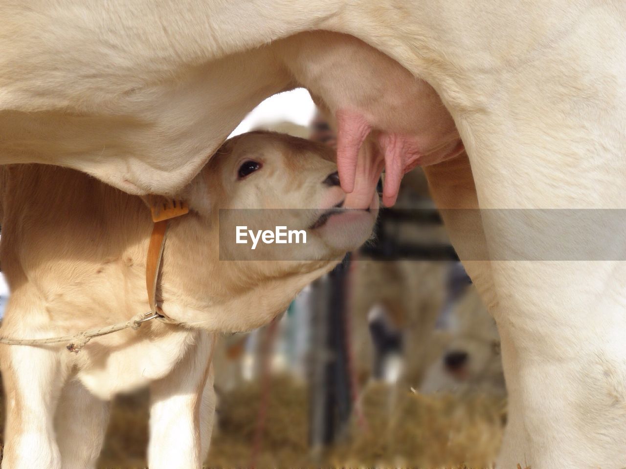 Close-up of cow suckling milk