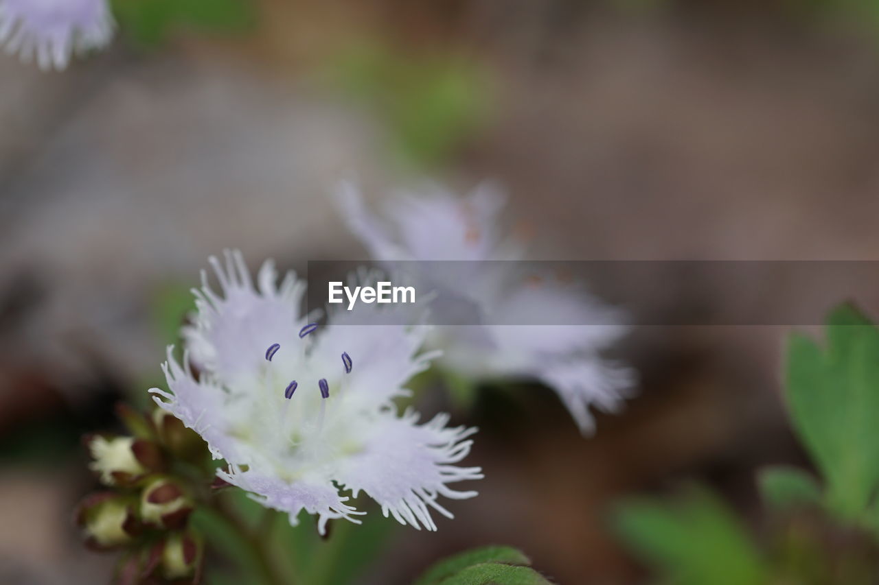 CLOSE-UP OF WHITE FLOWERS BLOOMING OUTDOORS