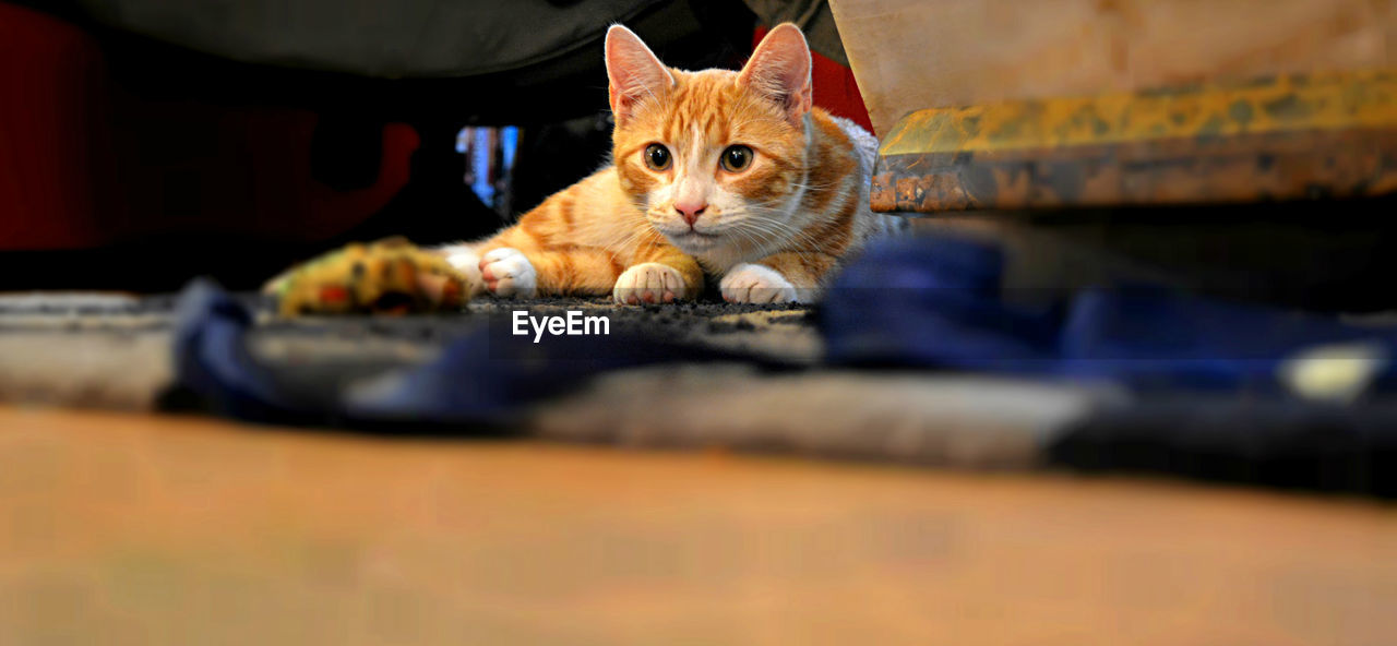 CLOSE-UP PORTRAIT OF CAT ON BLANKET