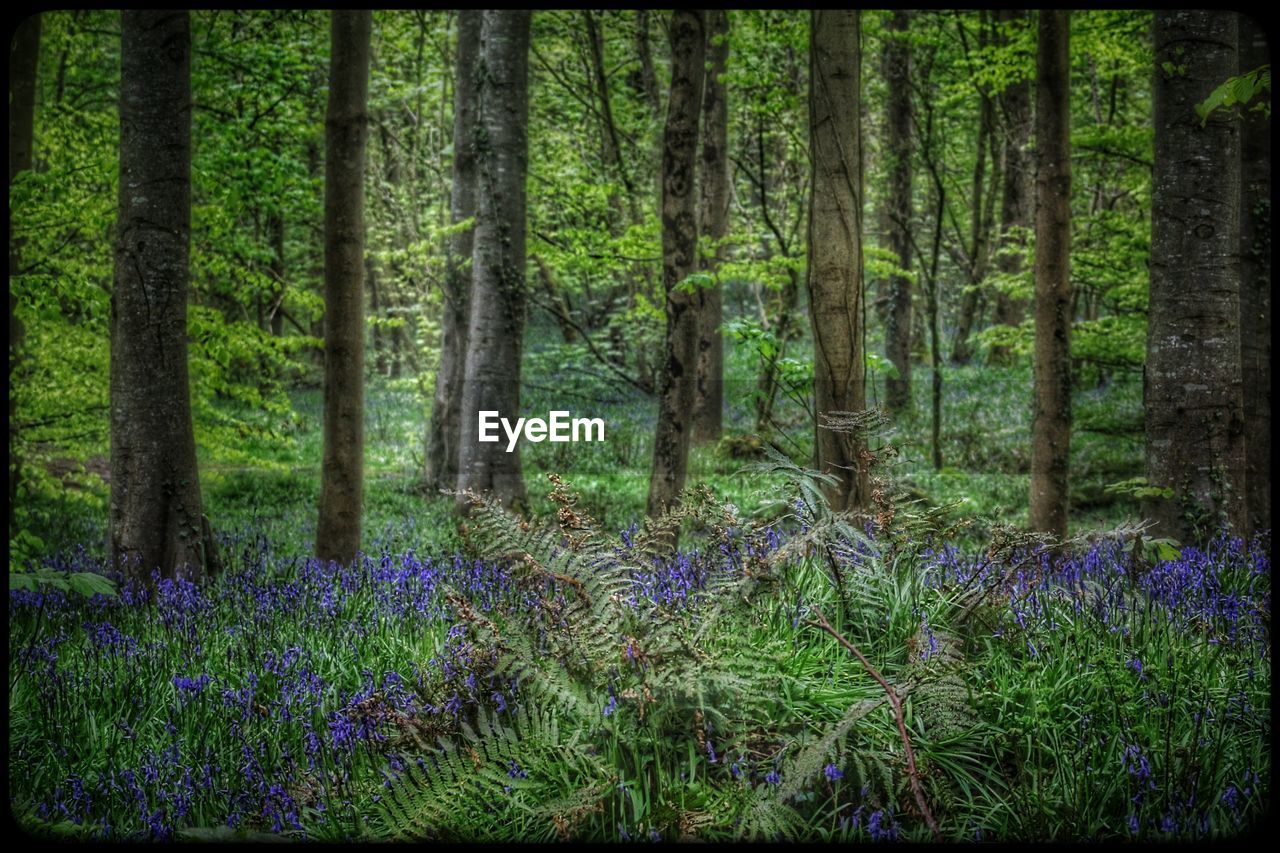 PLANTS GROWING ON FIELD