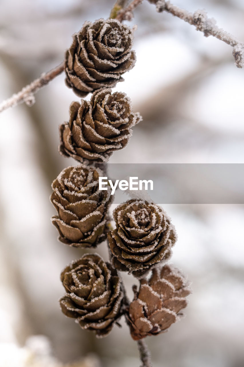 twig, branch, conifer cone, close-up, nature, no people, tree, focus on foreground, winter, pine cone, leaf, plant, macro photography, flower, food, cold temperature, food and drink, outdoors, snow, day, coniferous tree, pinaceae, dry, spiral, pattern, selective focus