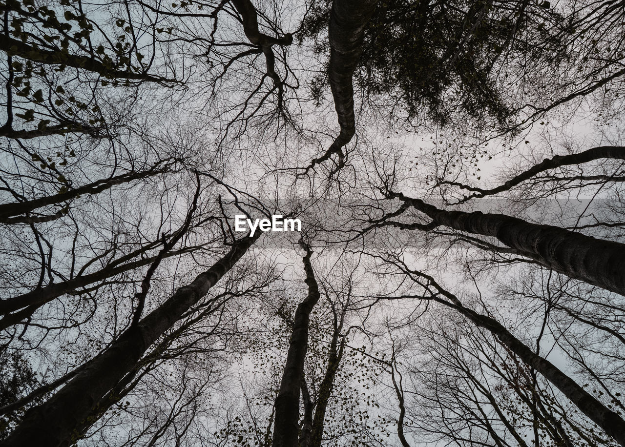 Low angle view of bare trees in forest