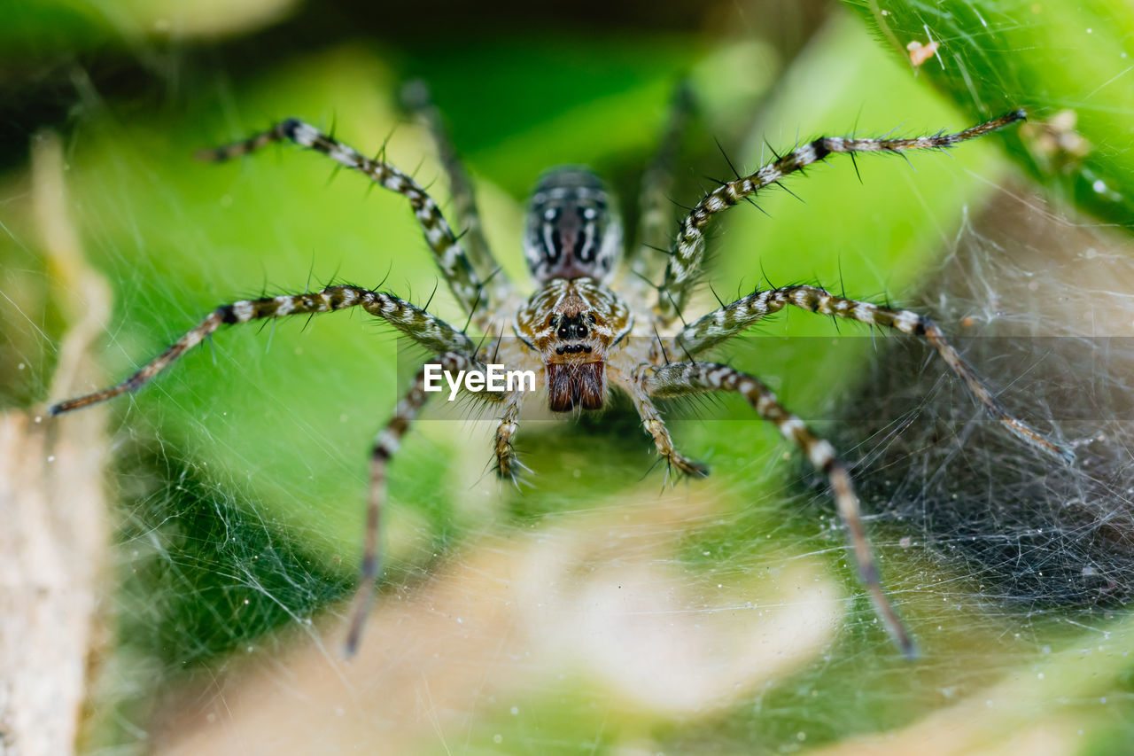 CLOSE-UP OF SPIDER WEB
