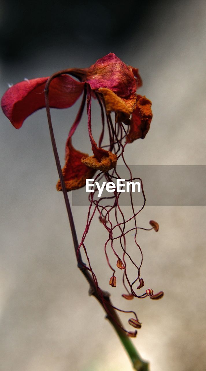 CLOSE-UP OF RED FLOWERS AGAINST BLURRED BACKGROUND