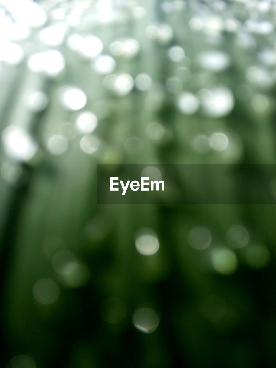 FULL FRAME SHOT OF DEFOCUSED IMAGE OF SUNLIGHT