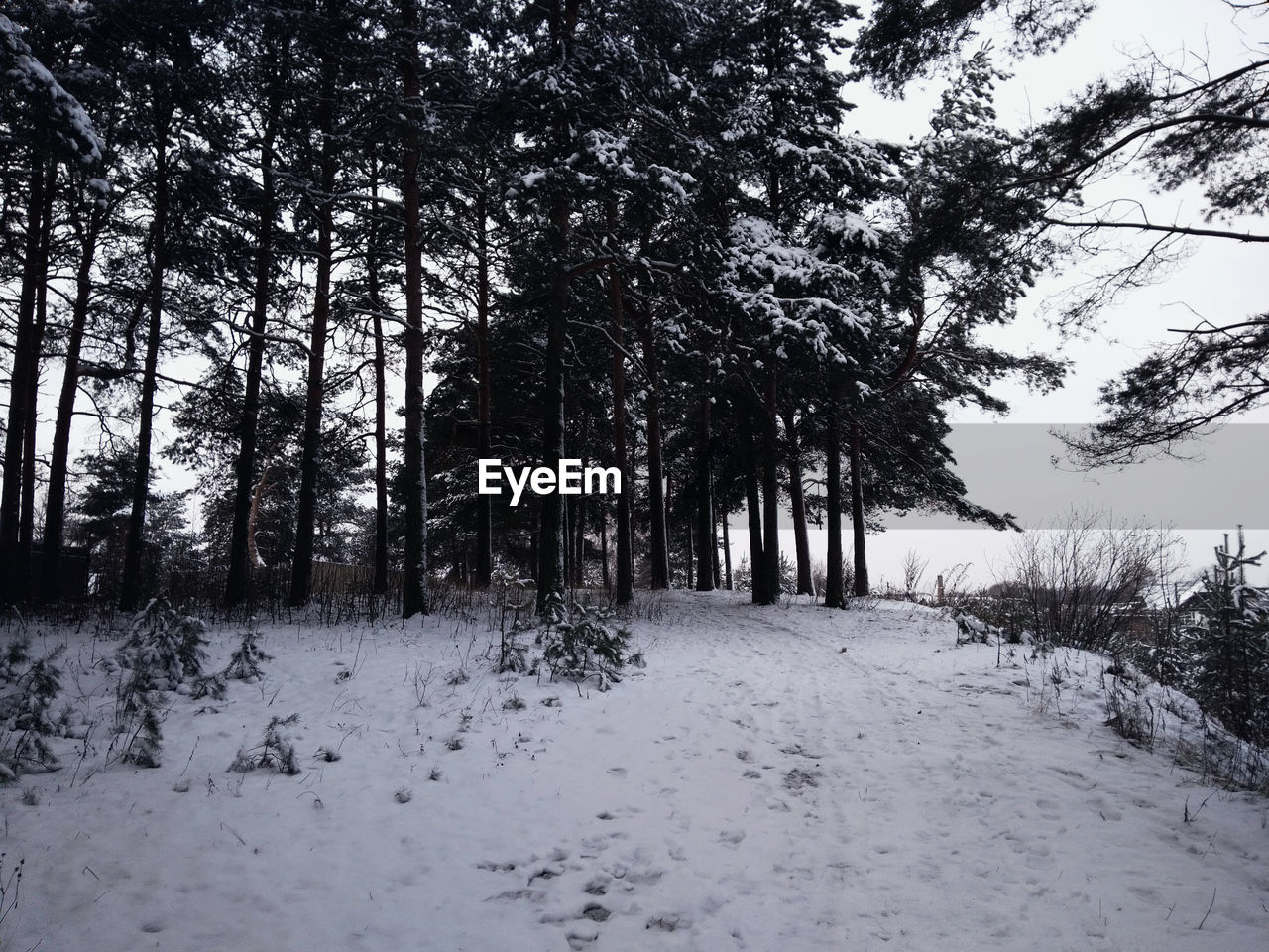 TREES ON SNOW COVERED FOREST