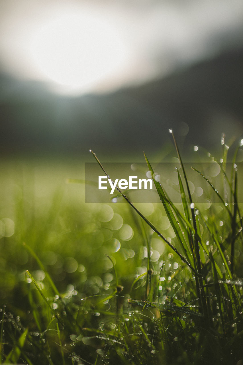 Close-up of raindrops on grass