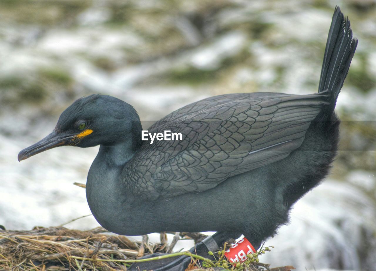 Side view of cormorant on field