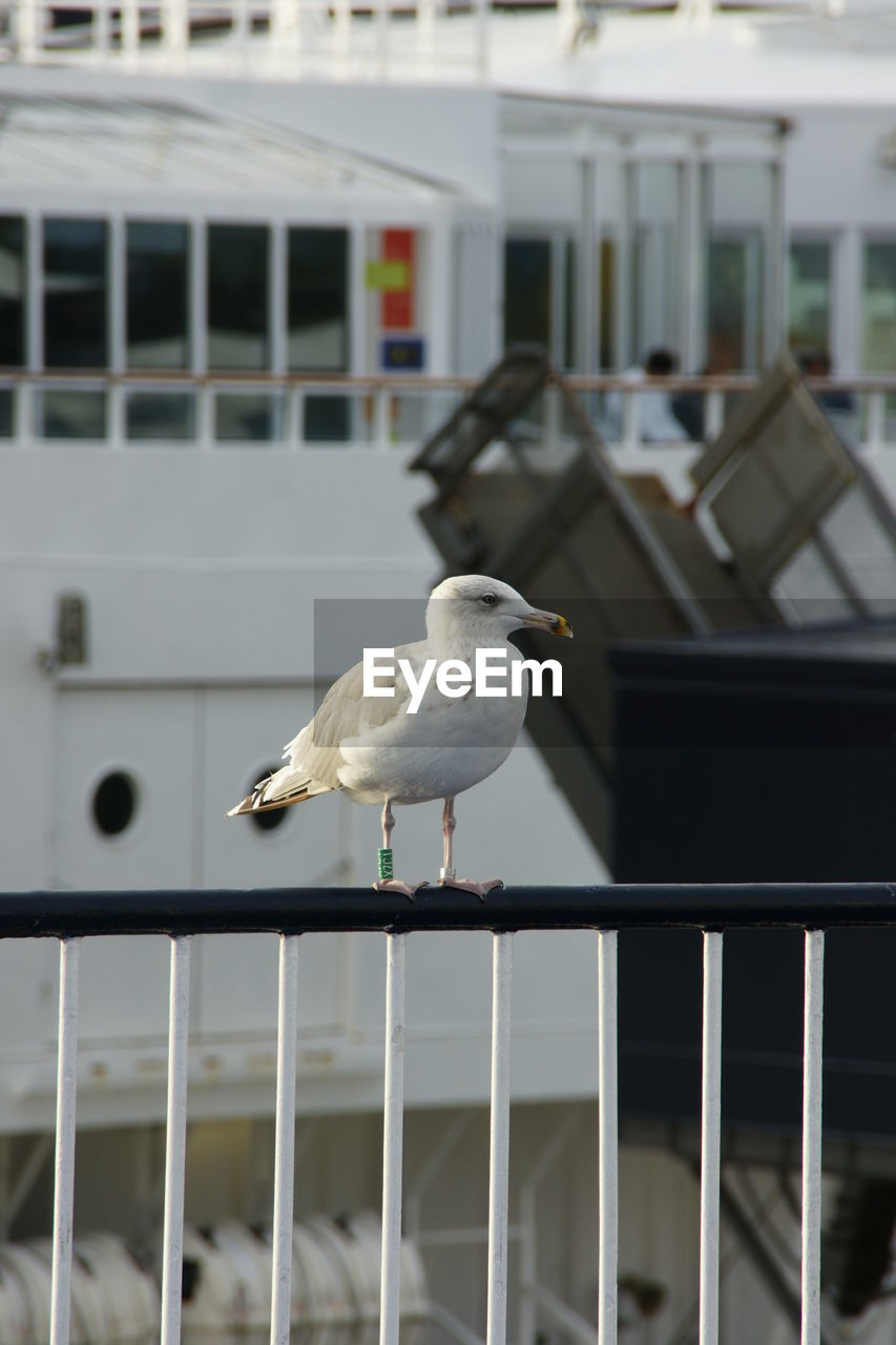 bird, animal themes, animal, animal wildlife, wildlife, one animal, railing, gull, seagull, architecture, perching, focus on foreground, built structure, white, building exterior, no people, day, seabird, outdoors