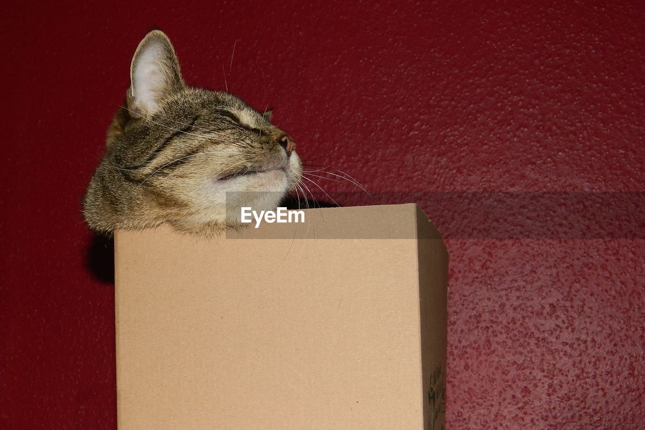 Close-up of cat in box against wall