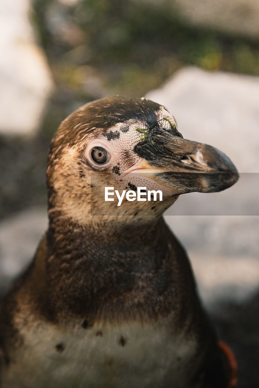 close-up of a bird