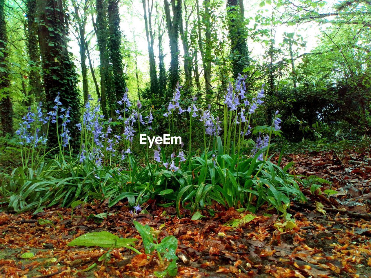 VIEW OF FLOWERING PLANTS GROWING IN FOREST