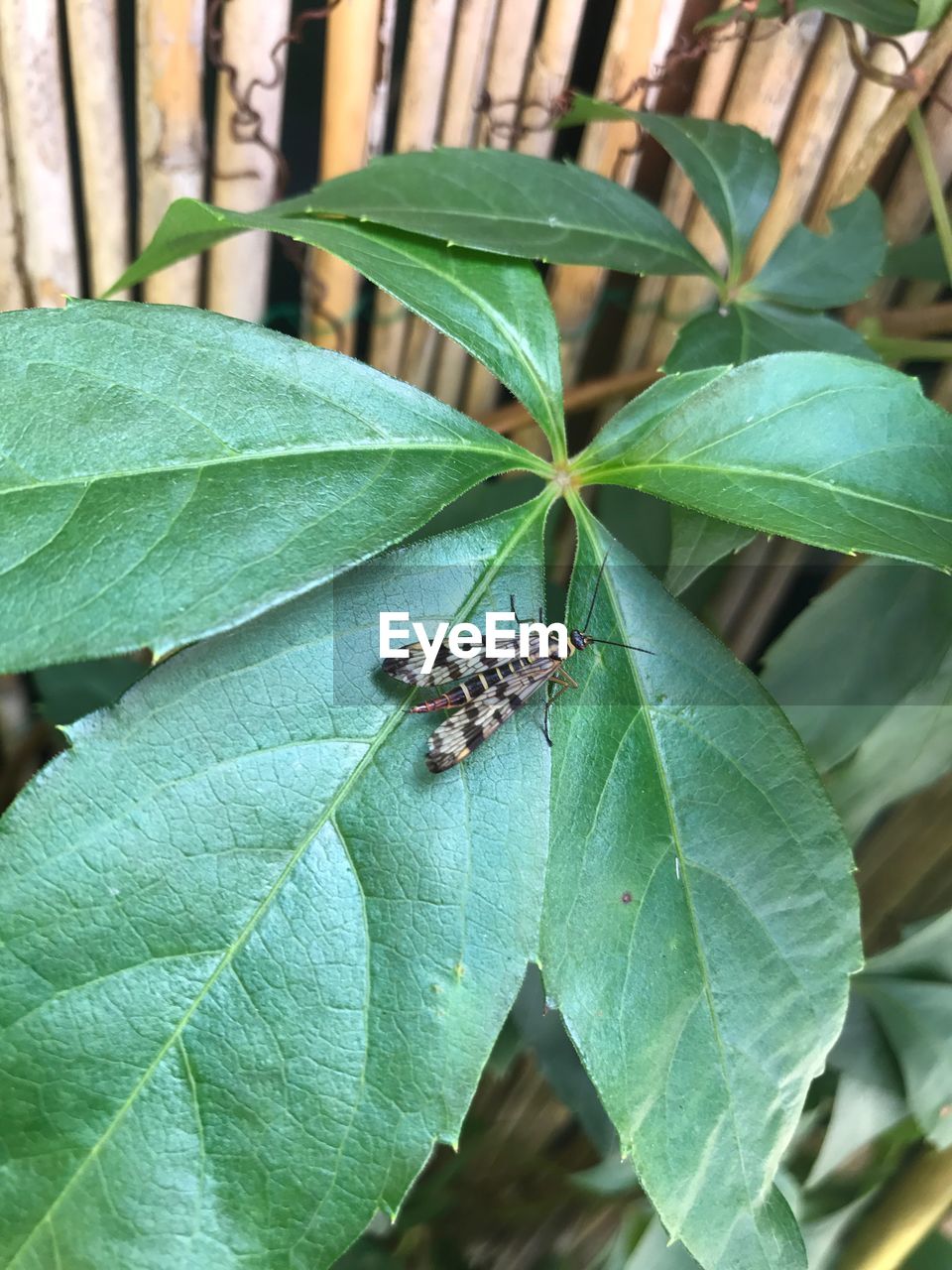 CLOSE-UP OF GRASSHOPPER ON LEAF