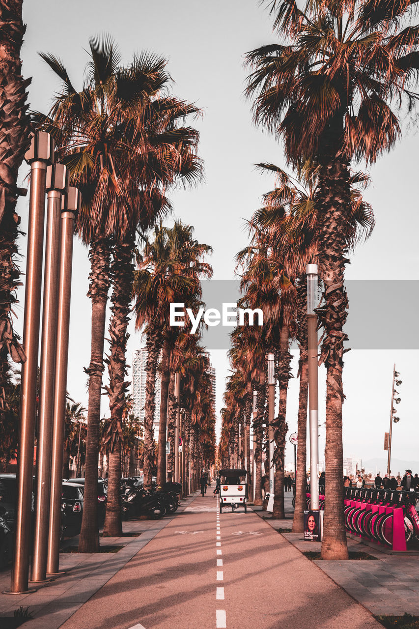 Street amidst palm trees against clear sky