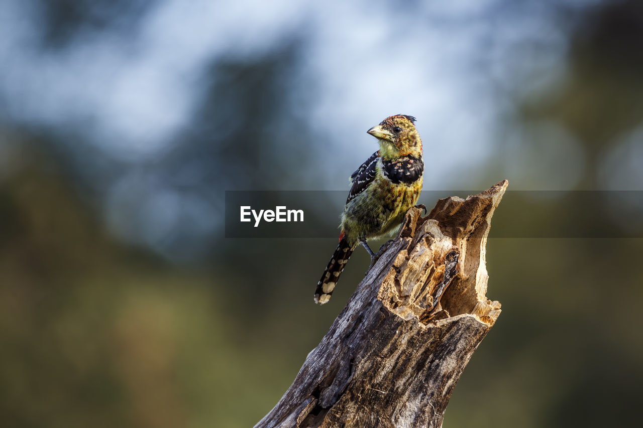 animal themes, animal, animal wildlife, nature, wildlife, close-up, one animal, macro photography, tree, bird, focus on foreground, perching, no people, branch, outdoors, insect, plant, beauty in nature, day, leaf, yellow, bird of prey, full length, environment, wood