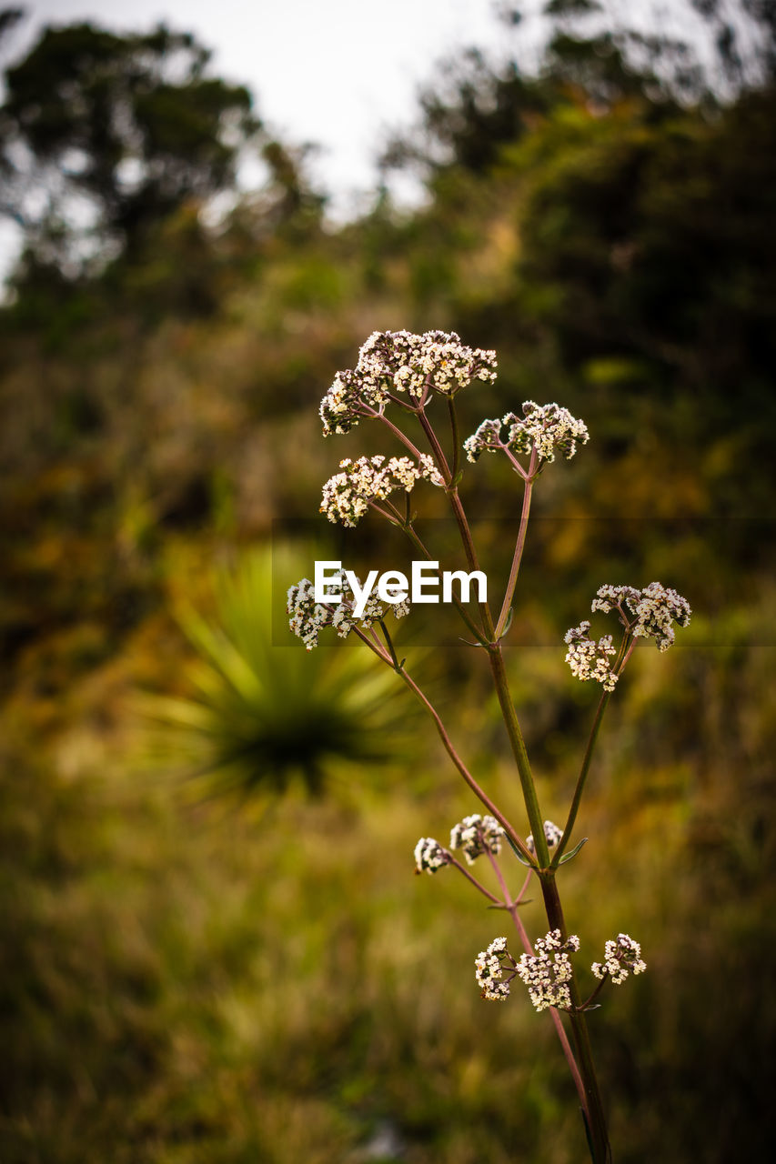 Close-up of wilted plant on field