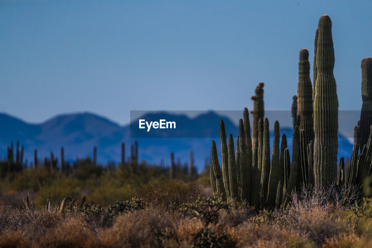 CACTUS PLANTS GROWING ON FIELD AGAINST SKY