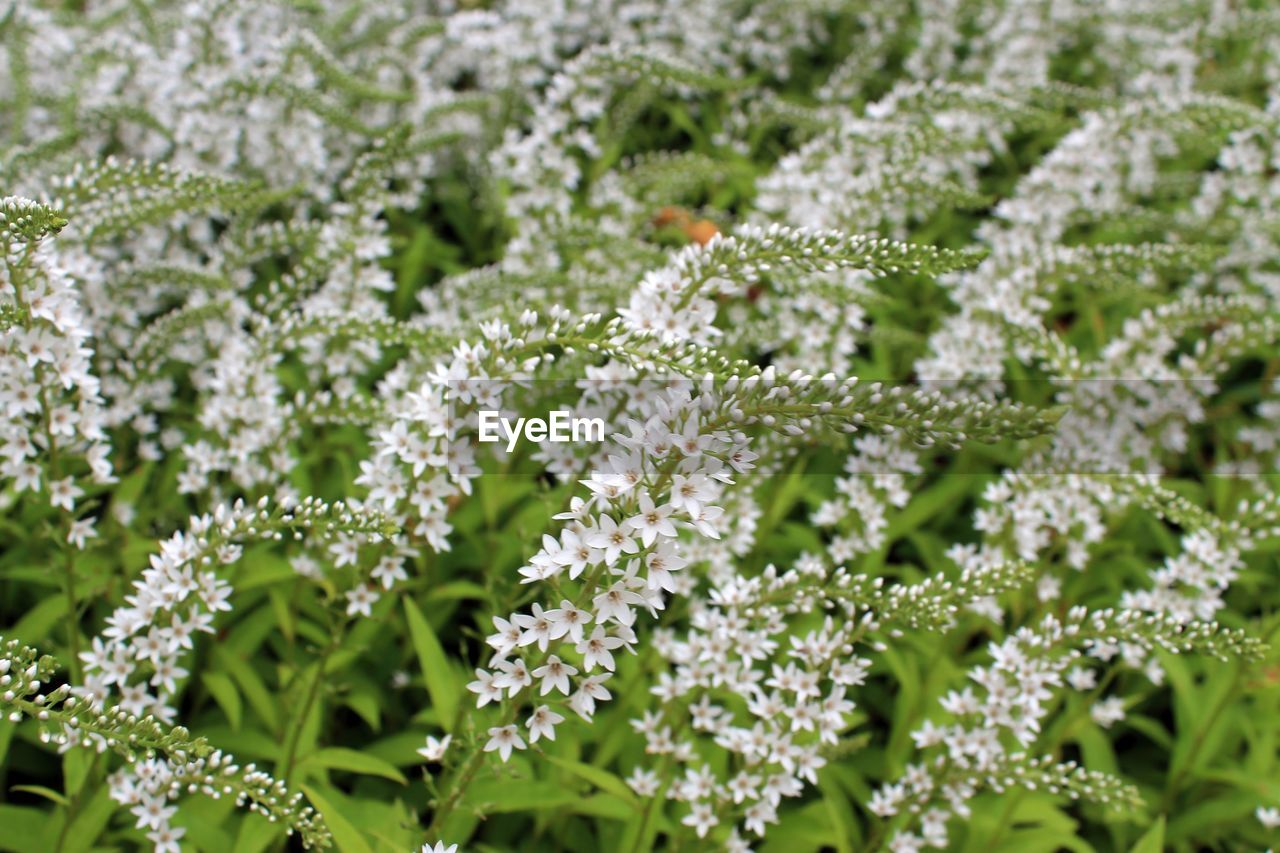 Close-up of white flowers