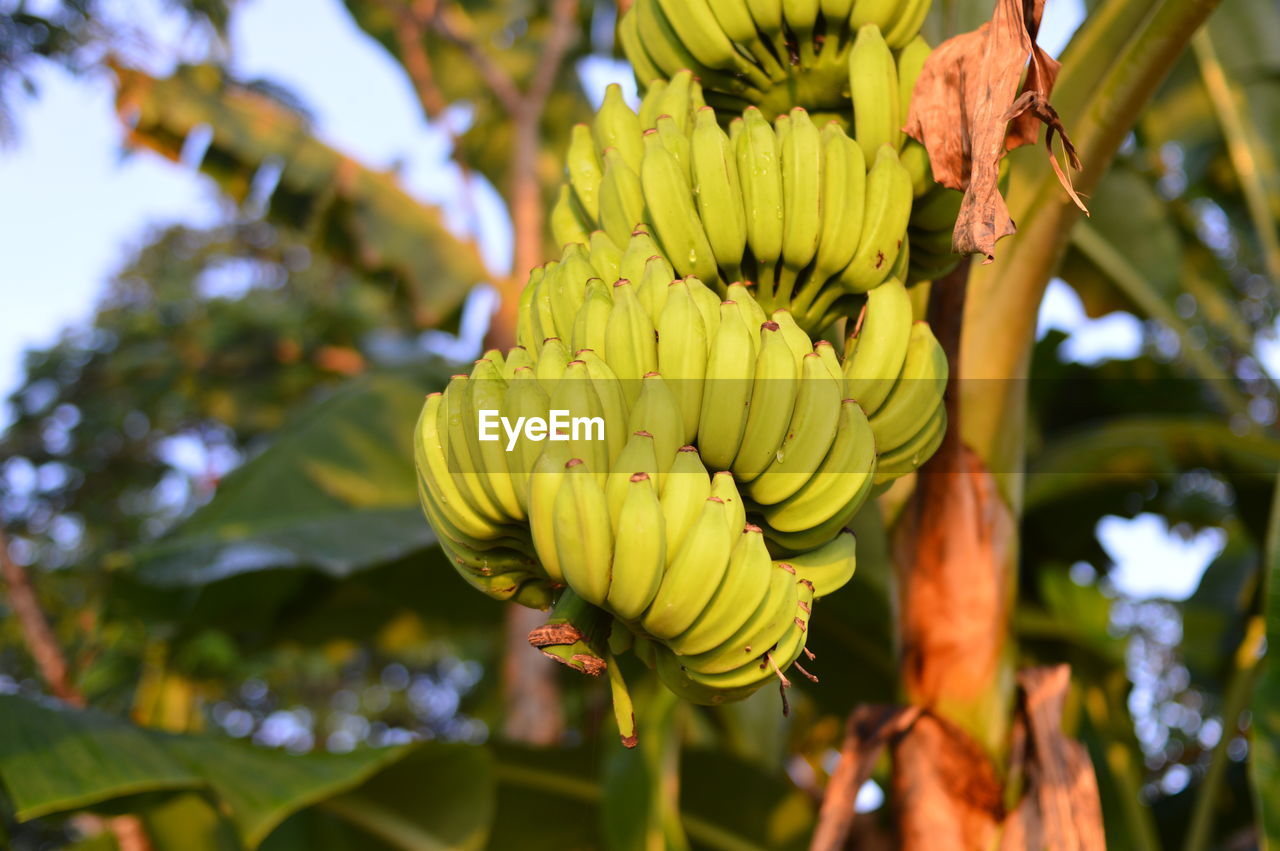 Close-up of banana tree