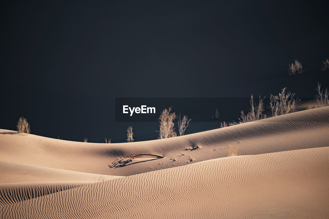 View from nature and landscapes of dasht e lut or sahara desert with tamarisk trees . middle east 