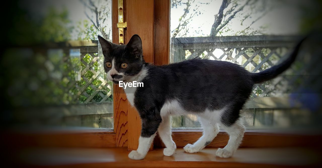 Side view of cat on window sill