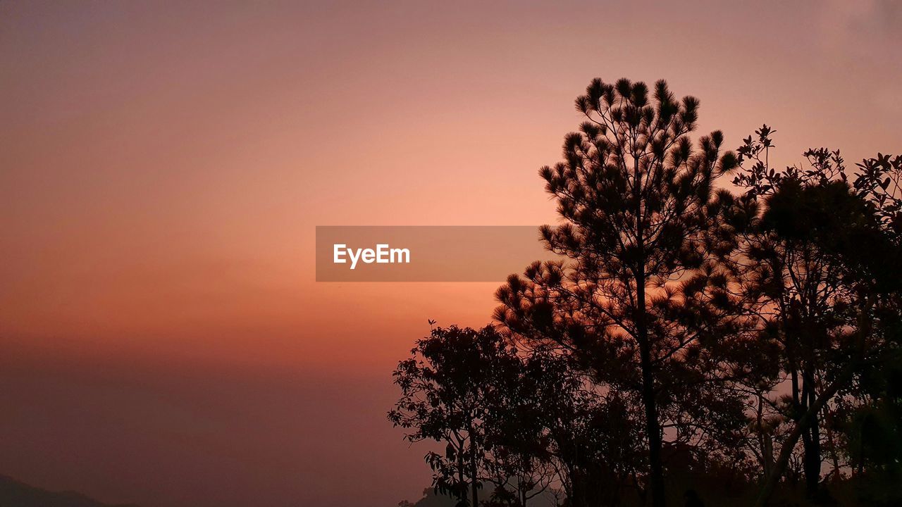 LOW ANGLE VIEW OF SILHOUETTE TREES AGAINST ROMANTIC SKY