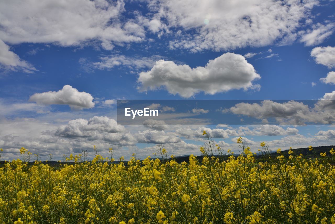 Scenic view of oilseed rape field against cloudy sky