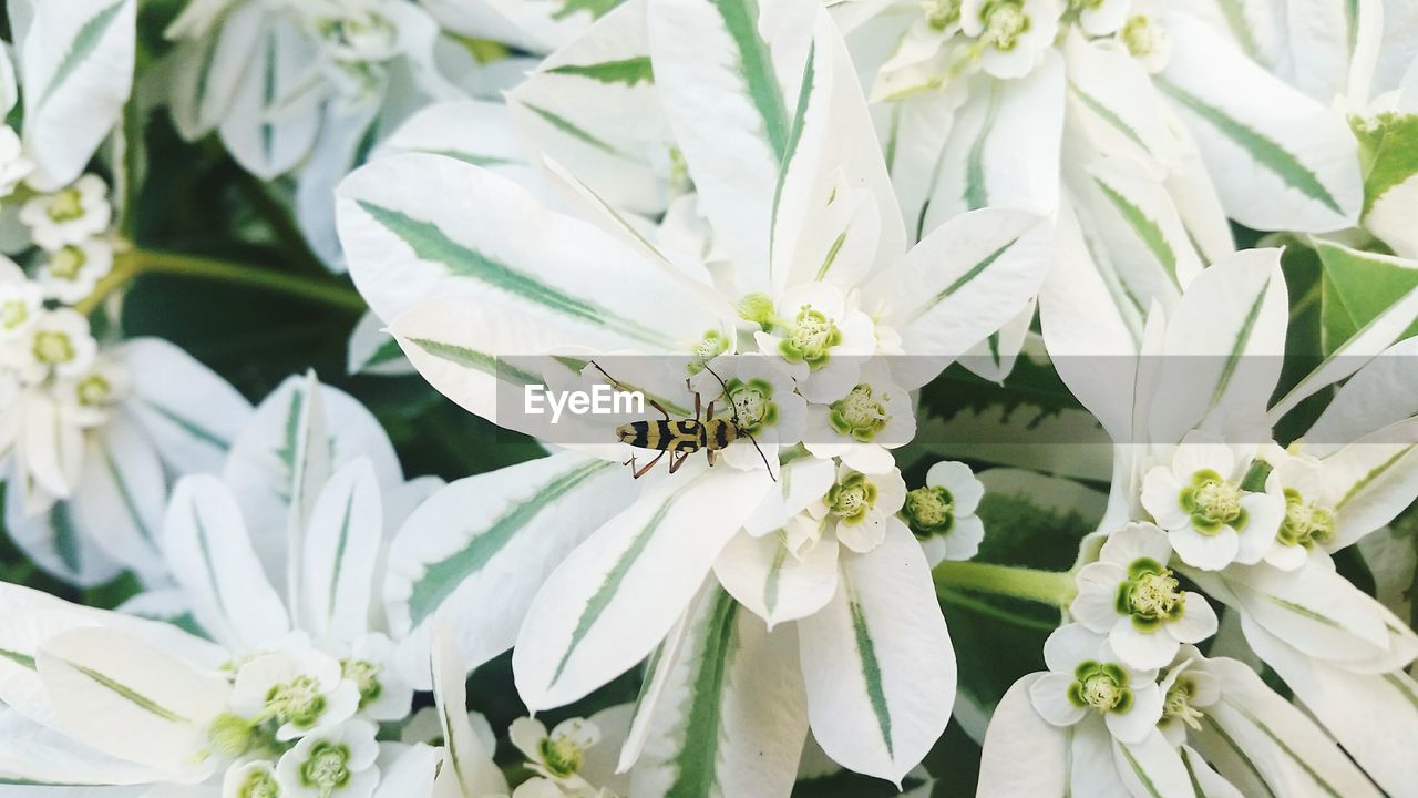 Close-up of bee on white flowers