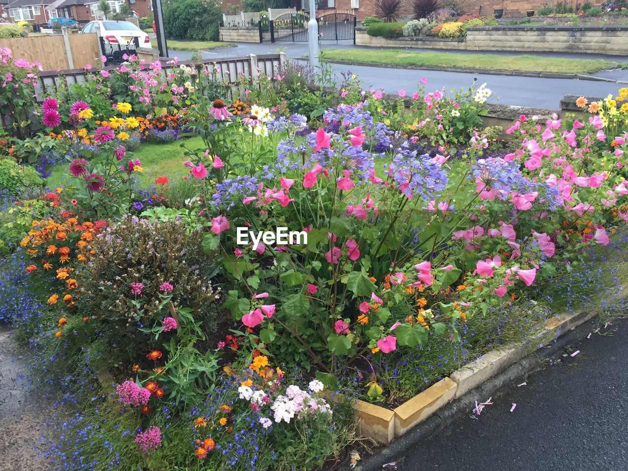 HIGH ANGLE VIEW OF PINK FLOWERS BLOOMING ON TREE