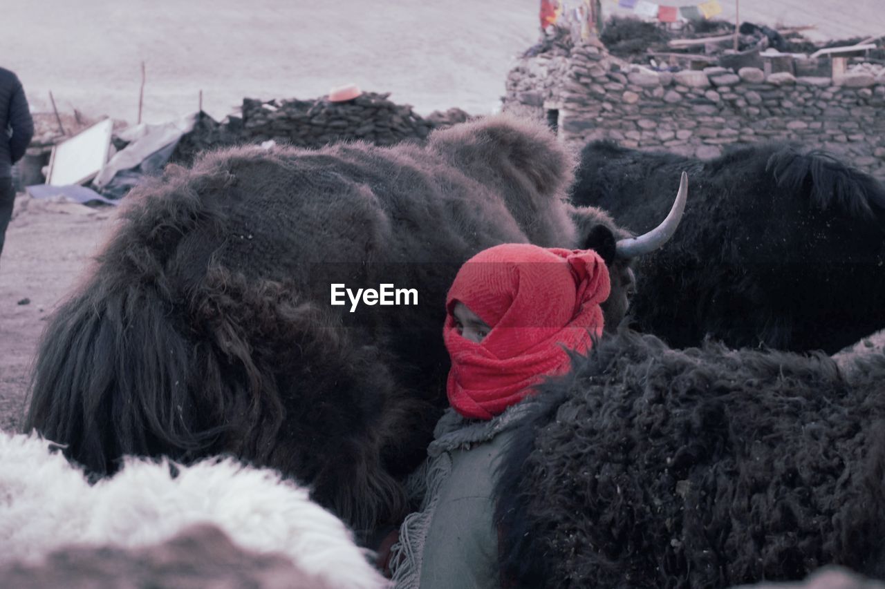 VIEW OF A DOG ON SNOW