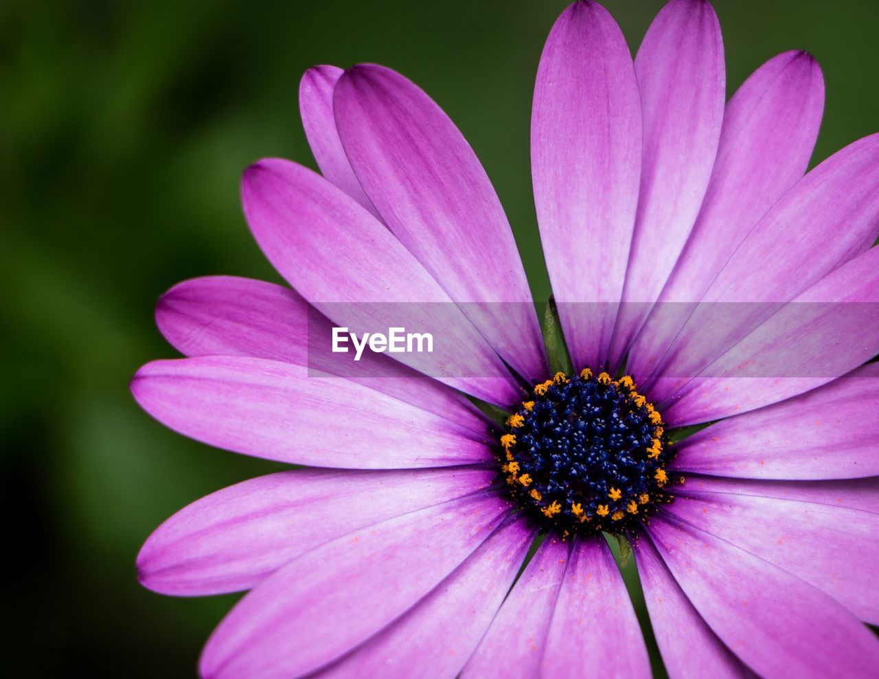 Macro shot of purple flower