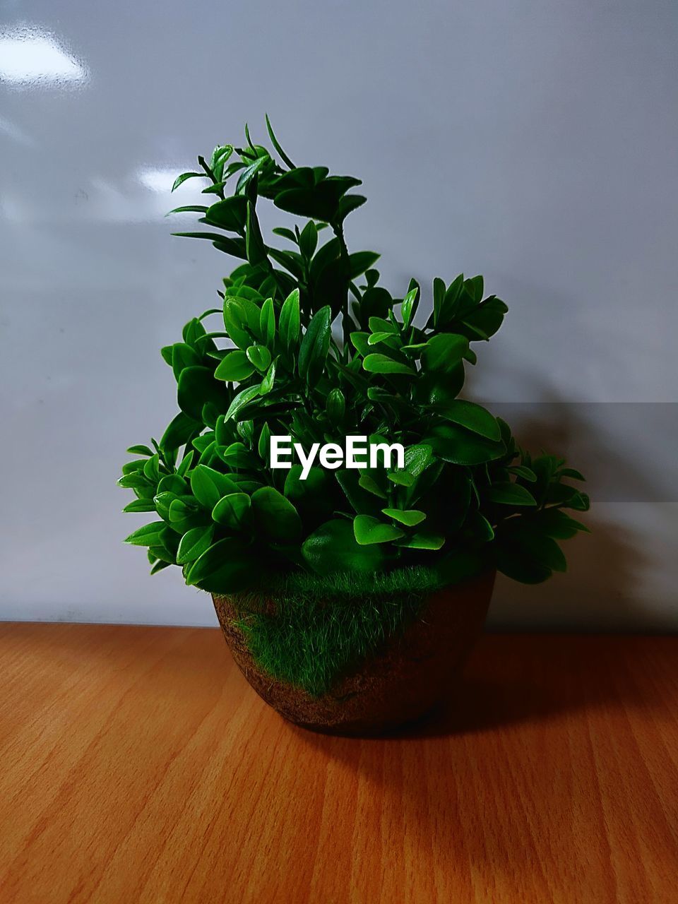 CLOSE-UP OF POTTED PLANT ON TABLE