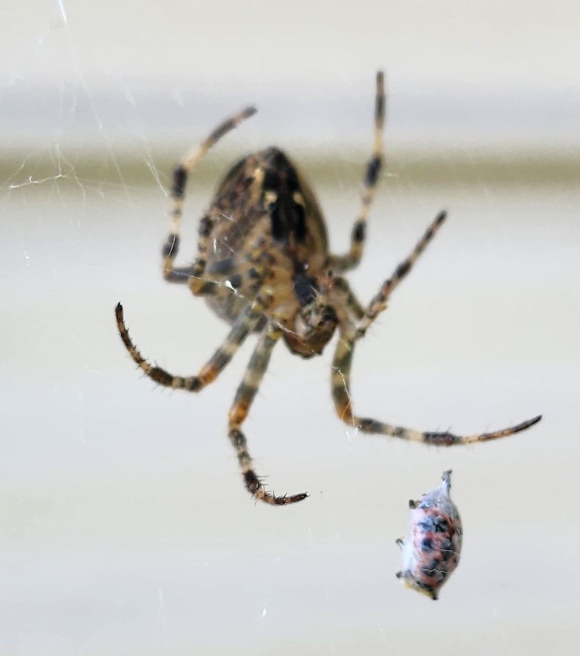 animal themes, animal, animal wildlife, one animal, arachnid, spider, close-up, wildlife, insect, macro photography, spider web, animal body part, focus on foreground, nature, fragility, no people, animal leg, zoology, limb, outdoors, macro, selective focus, water, day