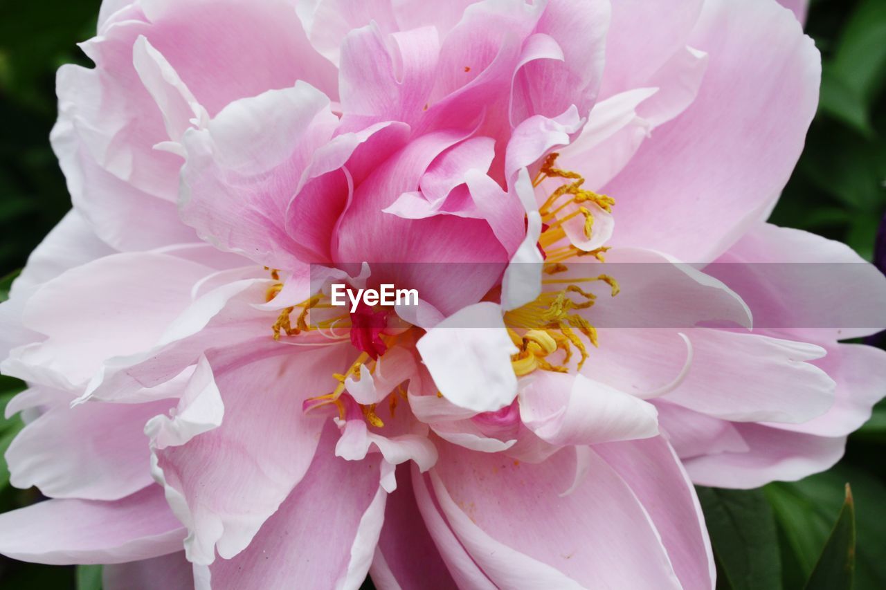 CLOSE-UP OF PINK DAHLIA FLOWER