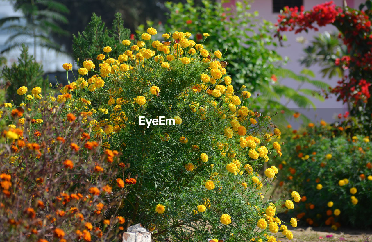 Beautiful marigold flowers in the garden