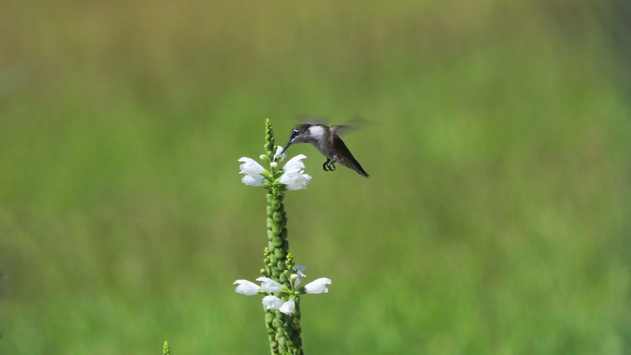 plant, flower, animal themes, animal, flowering plant, animal wildlife, wildlife, beauty in nature, one animal, nature, insect, grass, meadow, no people, focus on foreground, fragility, freshness, green, close-up, macro photography, growth, flower head, day, bird, outdoors, petal, animal wing, prairie, flying, wildflower, pollination