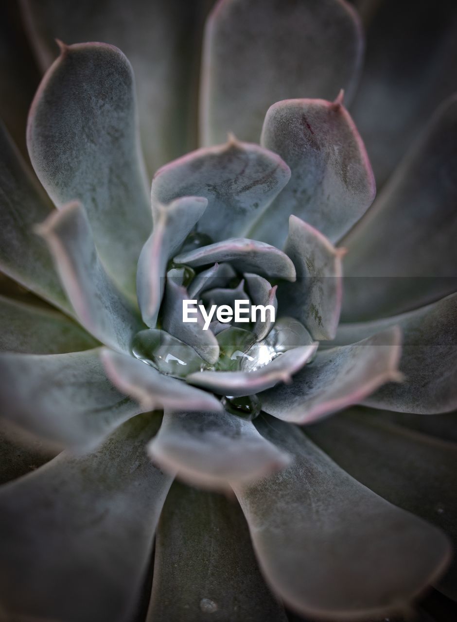 Close-up of succulent plant