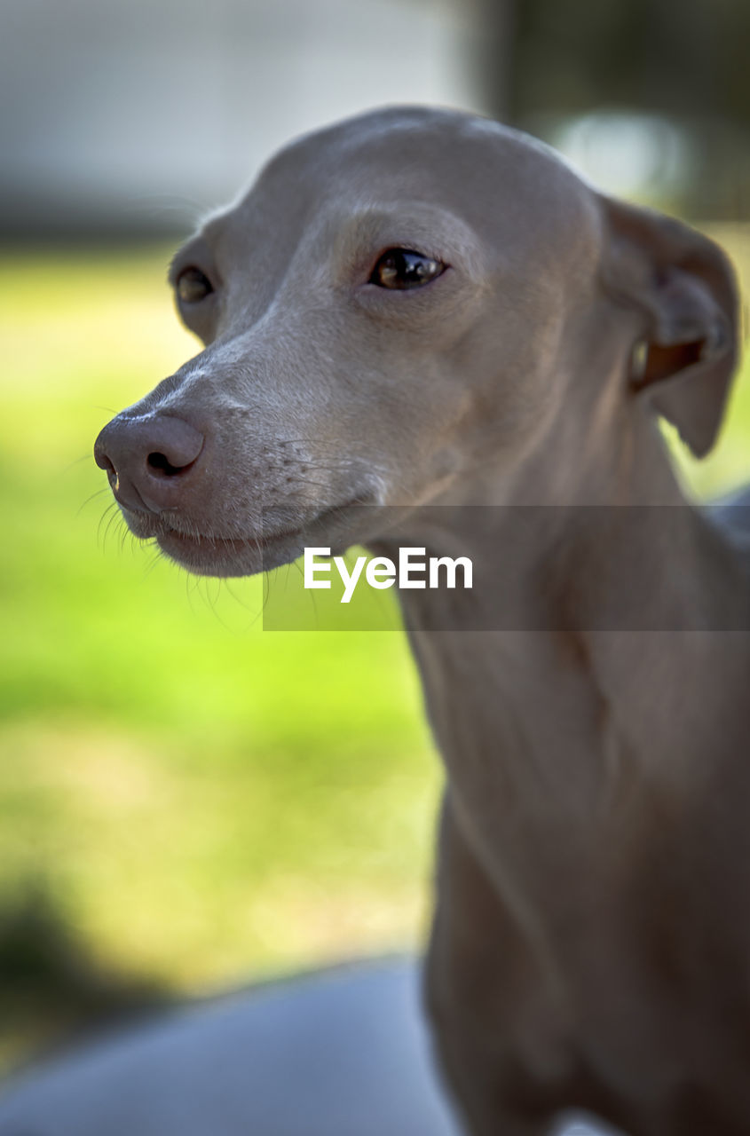 dog, one animal, animal themes, pet, animal, mammal, domestic animals, canine, italian greyhound, looking, carnivore, focus on foreground, whippet, sports, animal body part, looking away, no people, animal sports, portrait, close-up, day, animal head, outdoors, hound, greyhound, cute