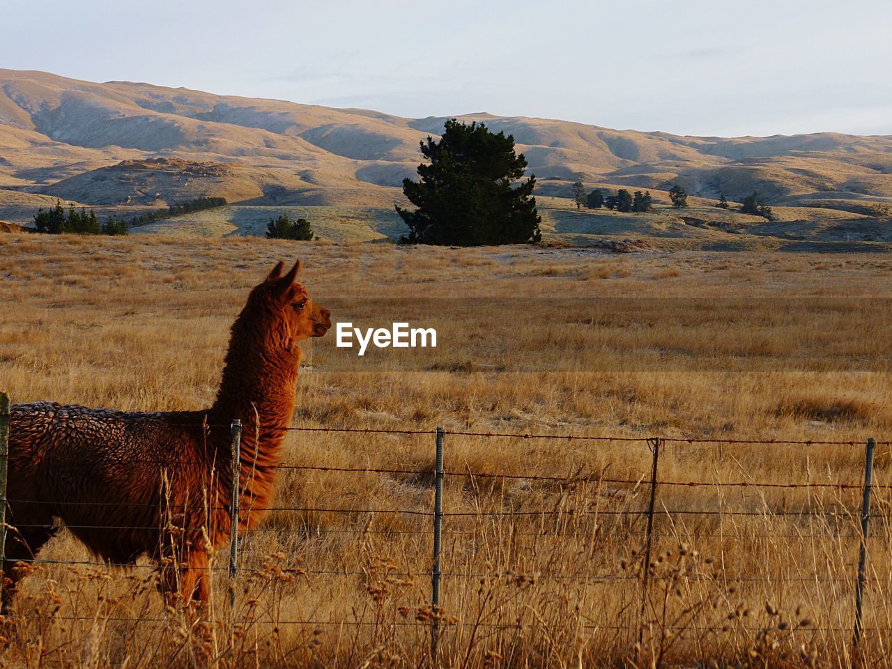 Brown alpaca on grassy field