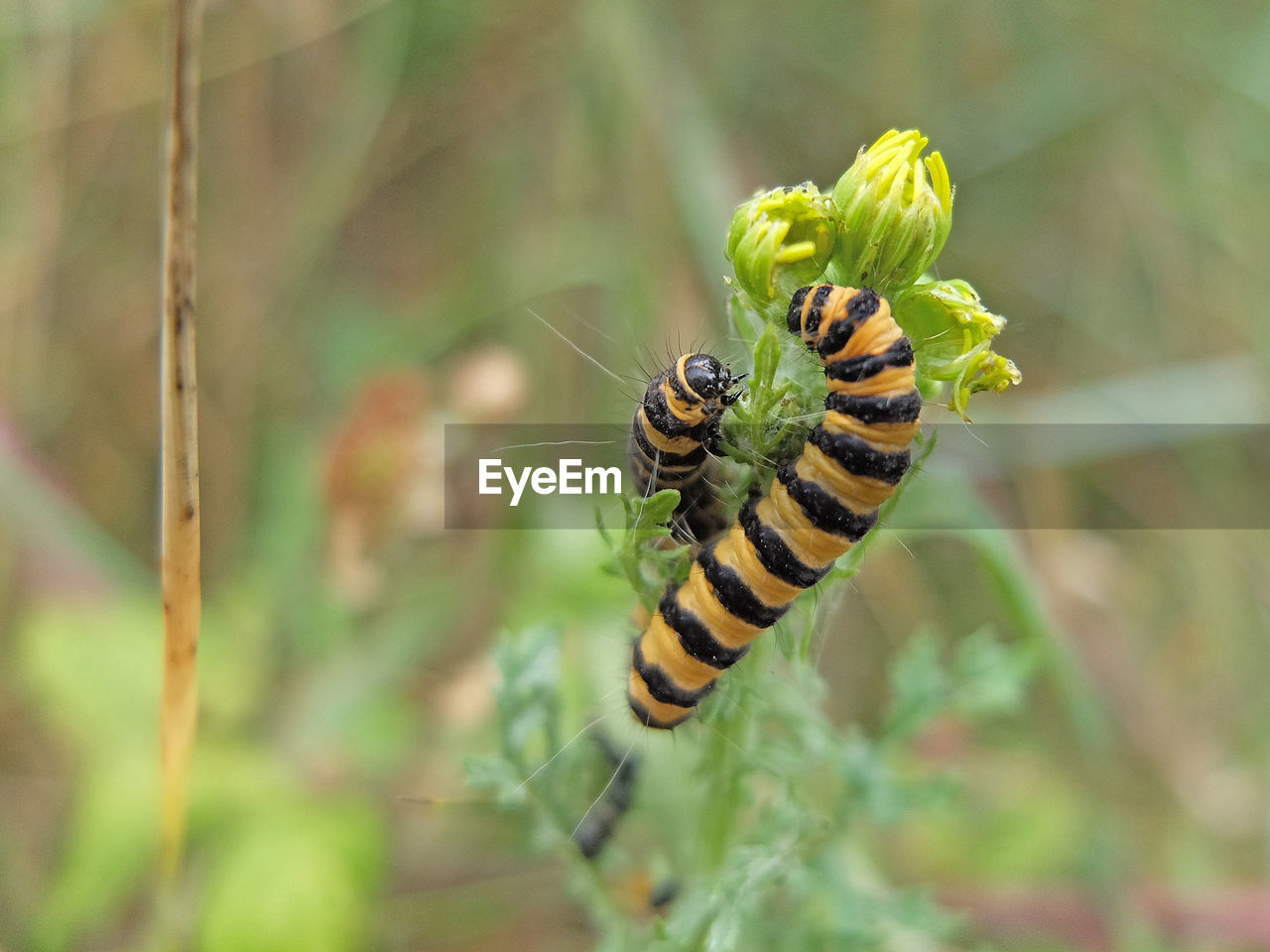 Close-up of caterpillars on flower buds