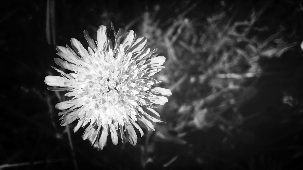 Close-up of flower against blurred background