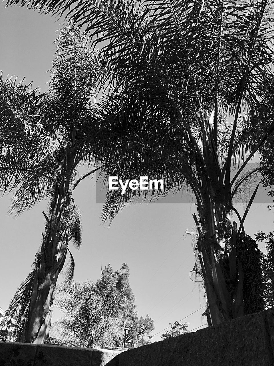 LOW ANGLE VIEW OF PALM TREE AGAINST SKY