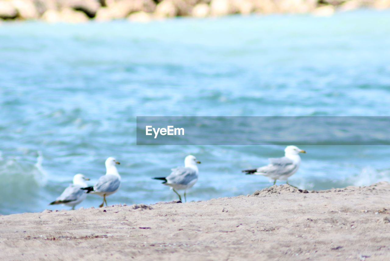 SEAGULLS PERCHING ON THE BEACH