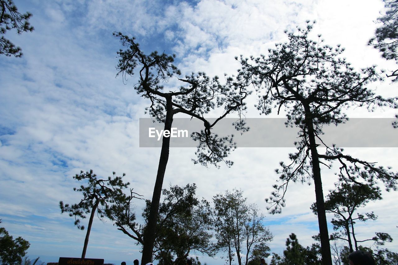 LOW ANGLE VIEW OF TREE AGAINST CLOUDY SKY