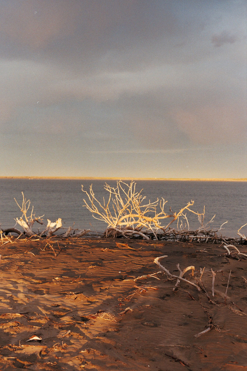 DRIFTWOOD ON BEACH AGAINST SKY AT SUNSET