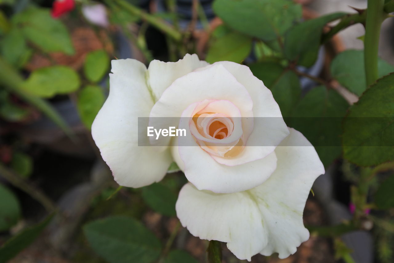 CLOSE-UP OF WHITE ROSE IN BLOOM
