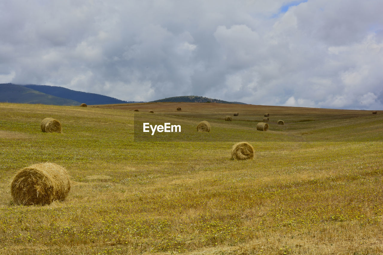 Hay bales in a field