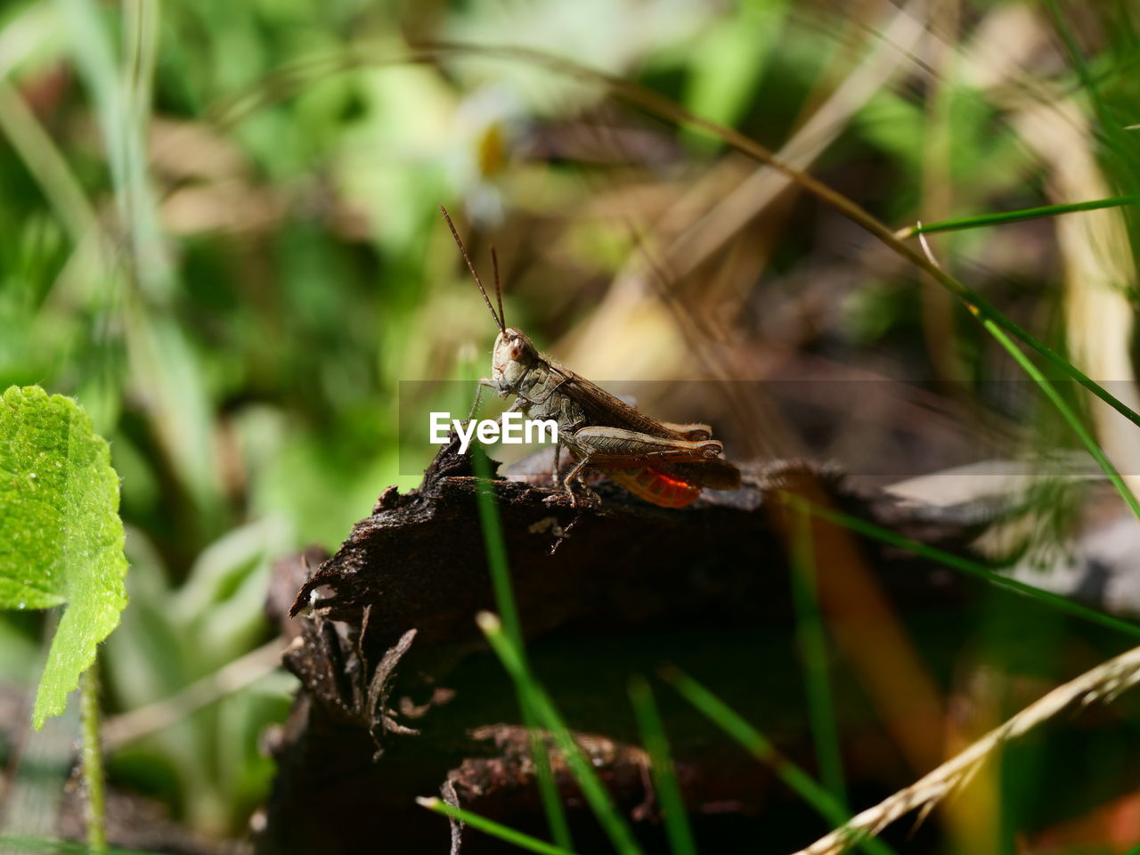 CLOSE-UP OF INSECT ON LEAF